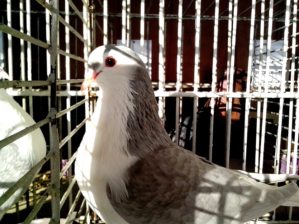 Dove gray posing