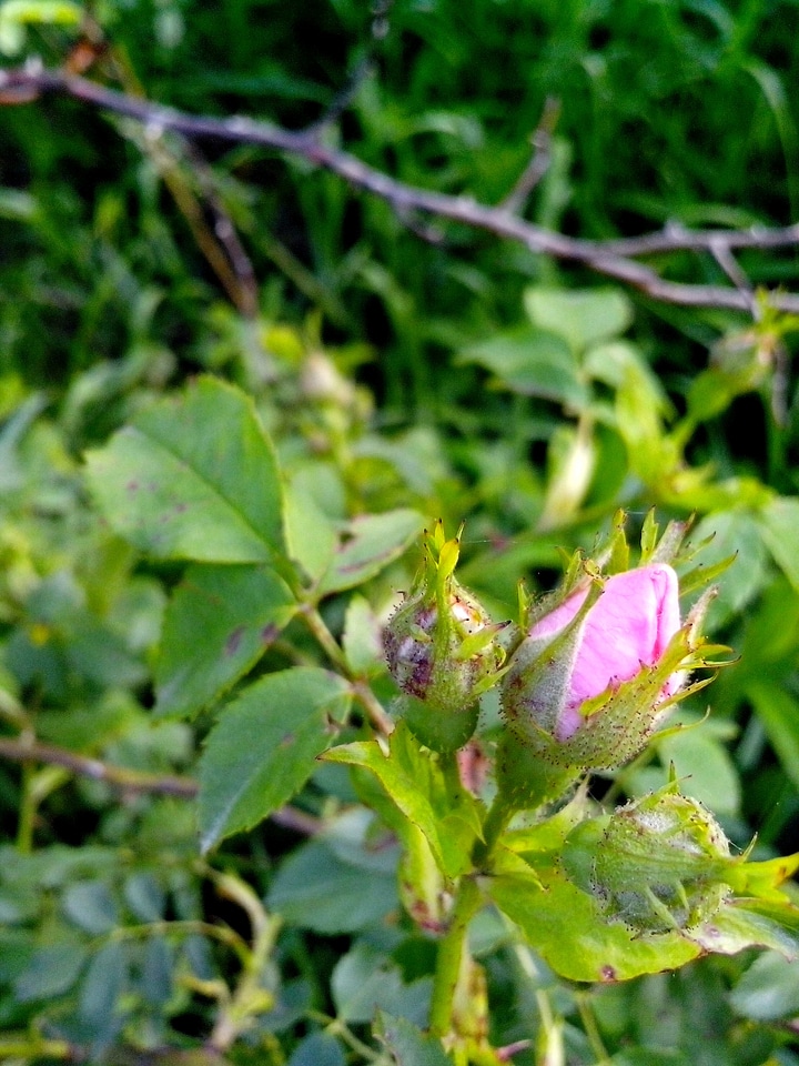 Blossoming bud flora