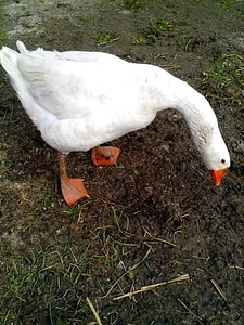 Domestic goose white