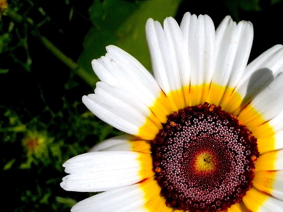 Background beautiful photo bloom
