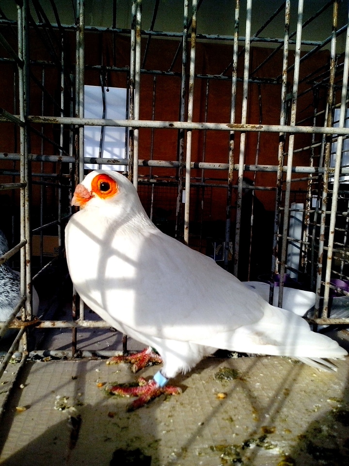 Bird dove show