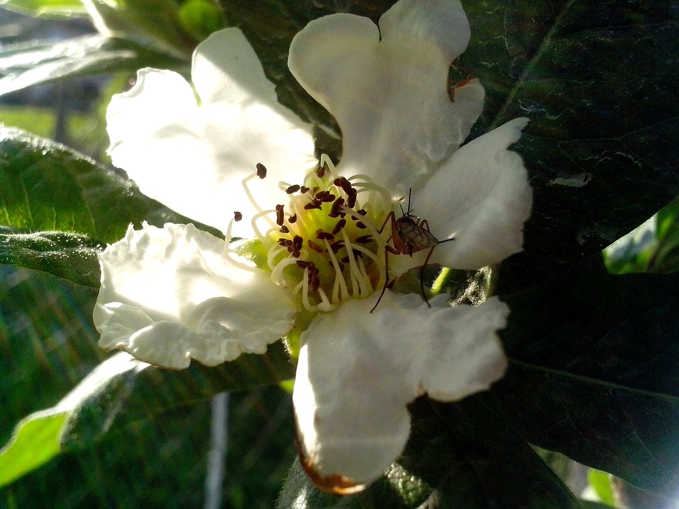 Blossom close close-up