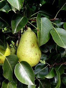 Bouquet unripe 