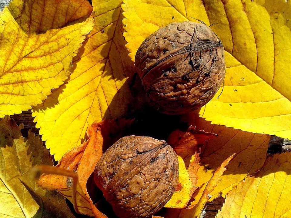 Fruit leaves walnut