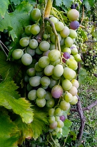 Grapevine tree unripe
