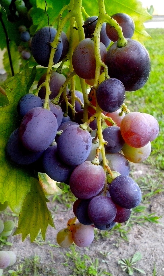 Blue grapevine 
