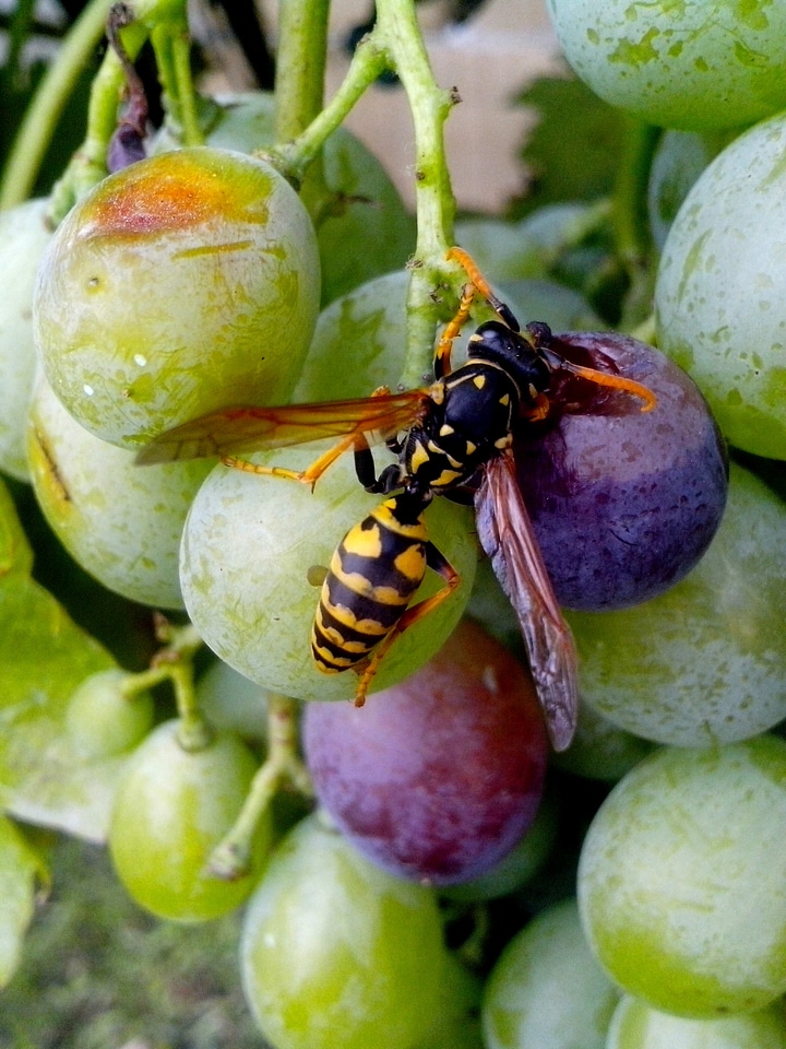 Bug grape wasp
