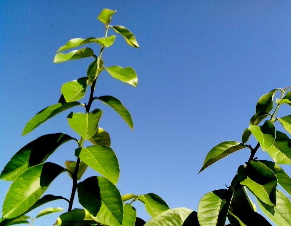 Green greenery lemon