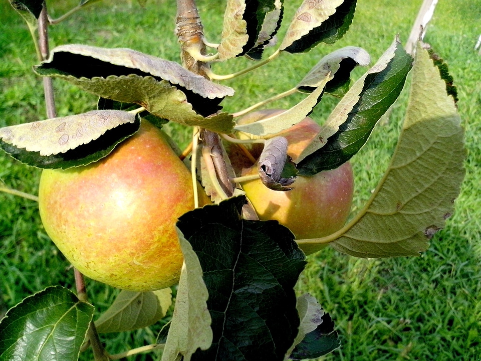Apple fruit orchard