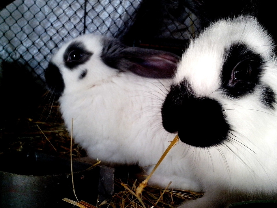 Dessert pets rabbits