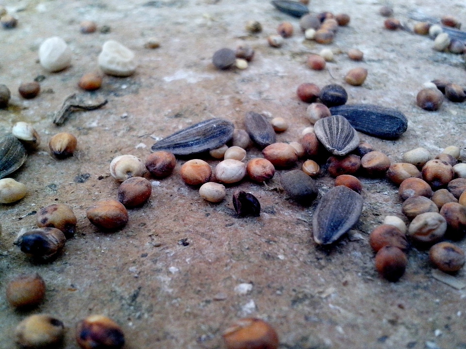 Seed sunflower sunflower seed