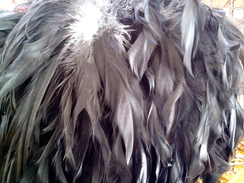 Chicken feather queue