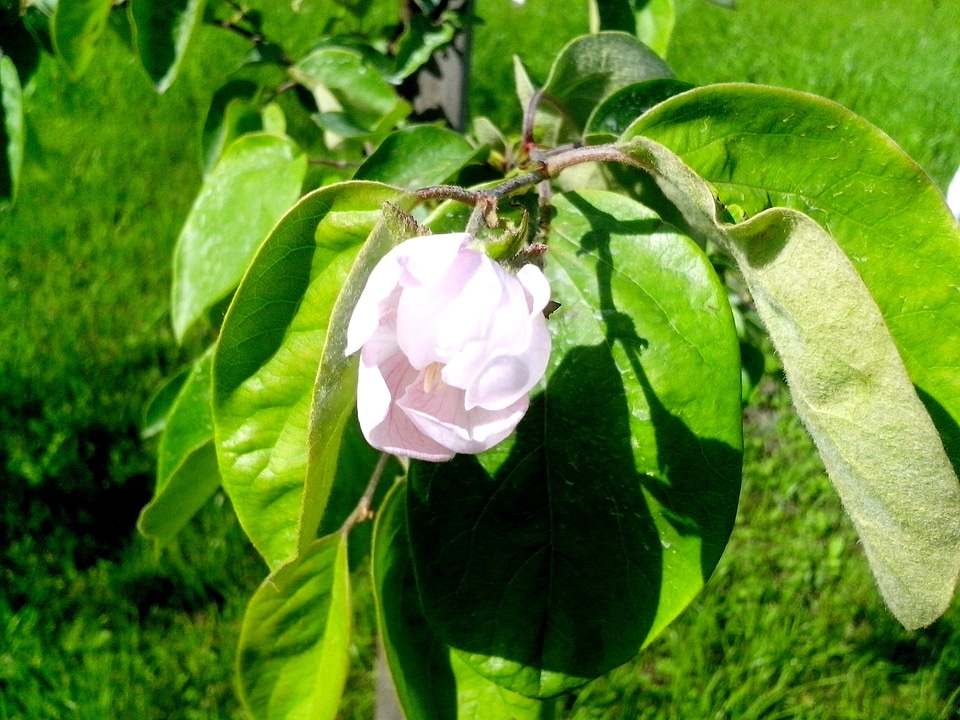 Blooming blossoming flora
