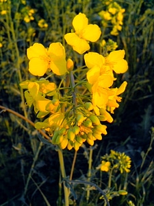 Canola flowers yellow photo