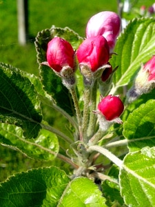Apple blossoming bud