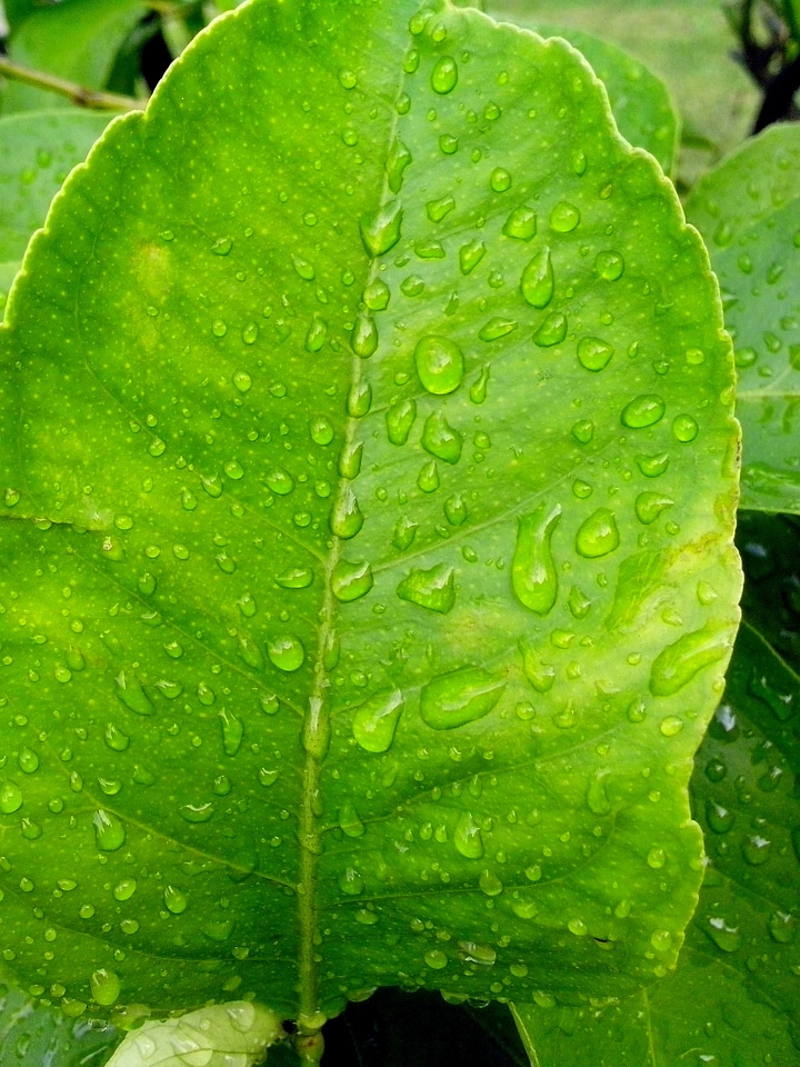 Greenery leaves lemon photo