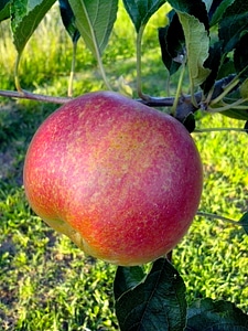 Apple fruit orchard