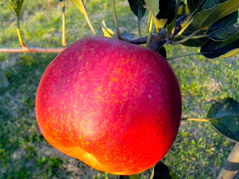 Apple beautiful photo fruit