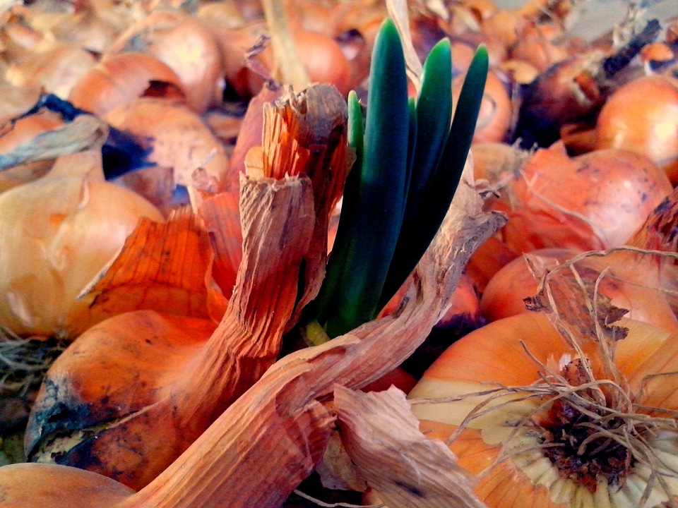 Beautiful Photo close close-up