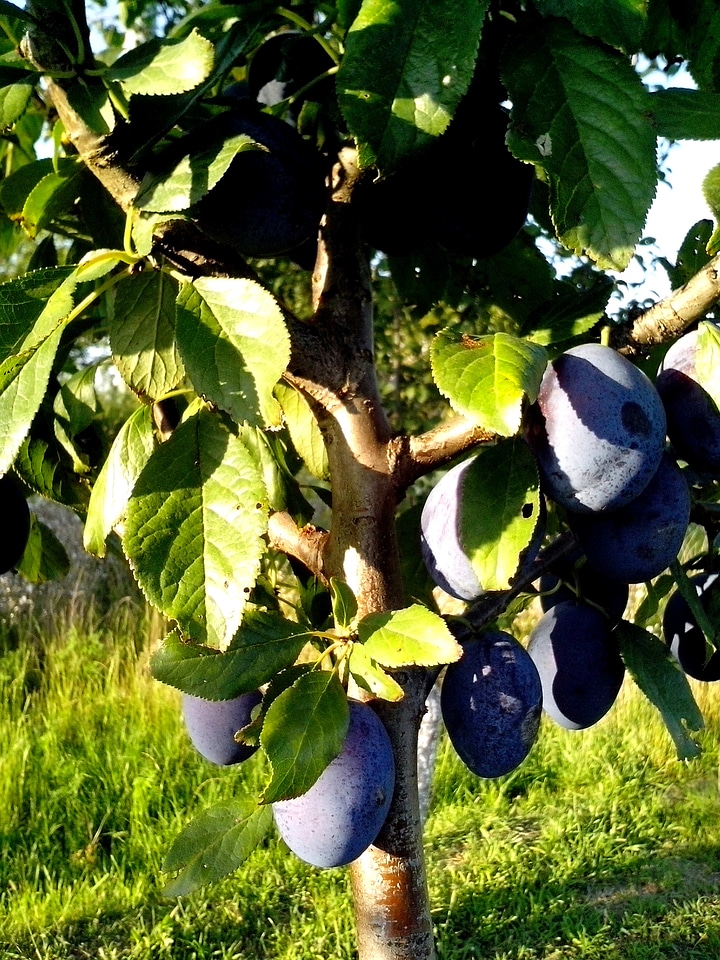 Prune  
