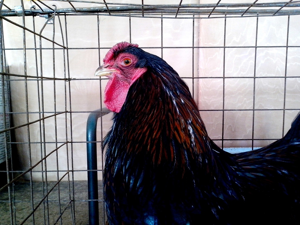 Bantam chicken dark