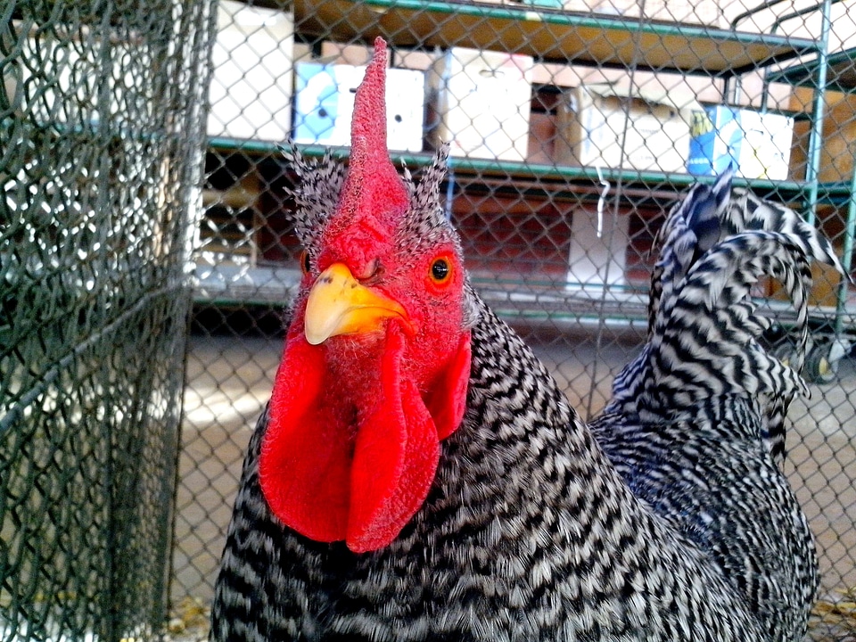 Bantam chicken chief