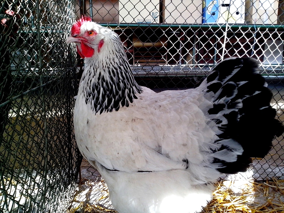 Bantam chicken white photo