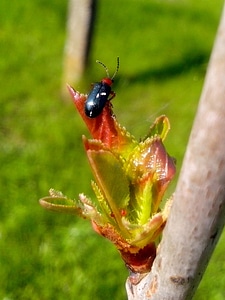 Black bud bug