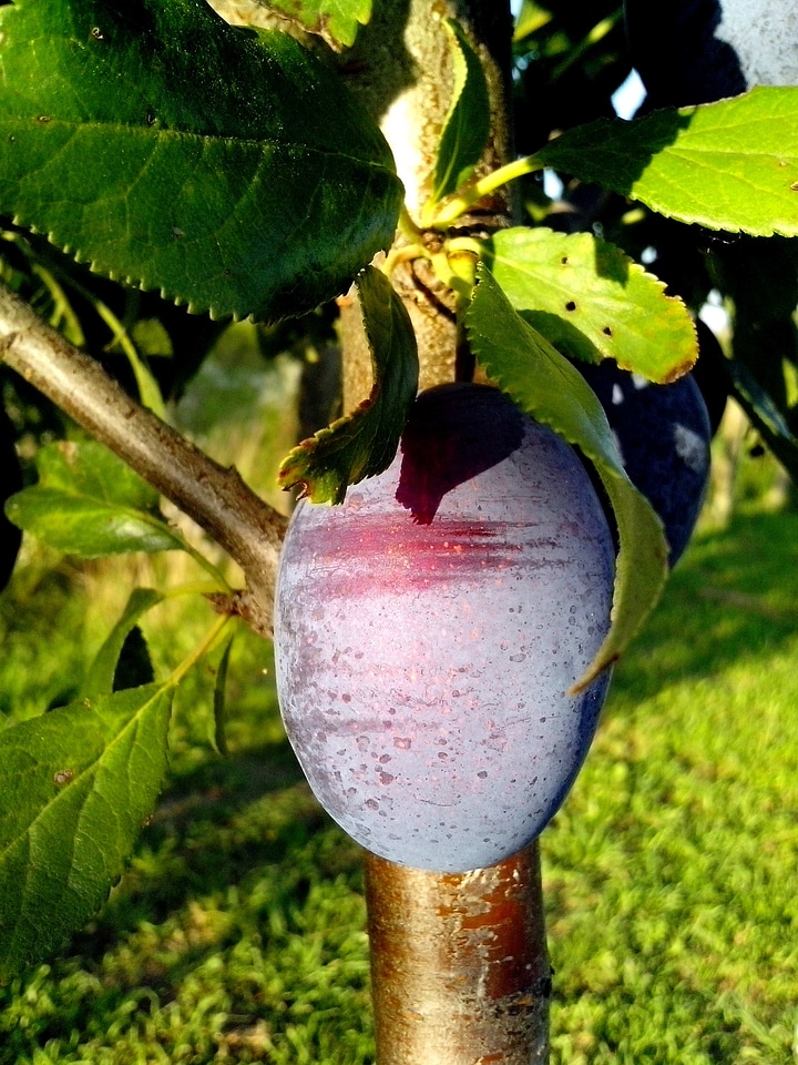 Blue organic single
