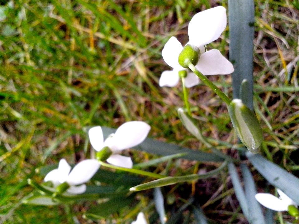Blossom  