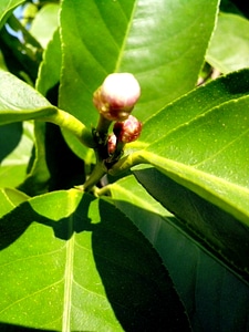 Blossoming lemon little