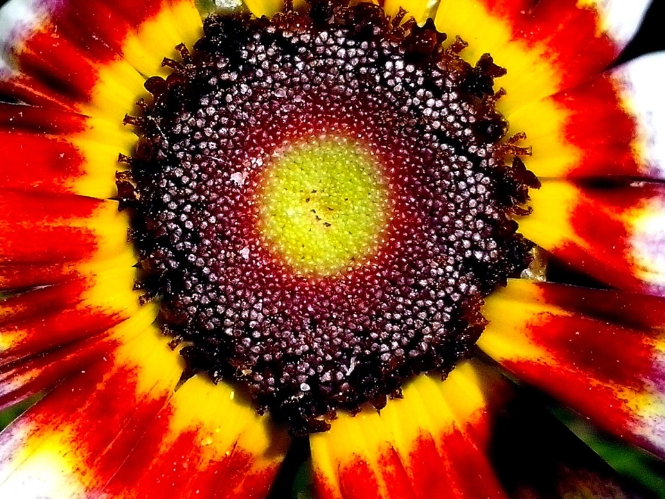 Beautiful Photo blossom blossoming