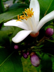 Blossom  