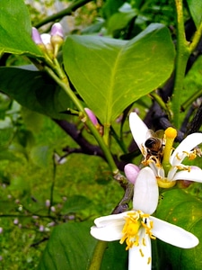 Blossoming flowers full