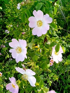 Blossom flora flower