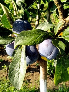 Leaves  