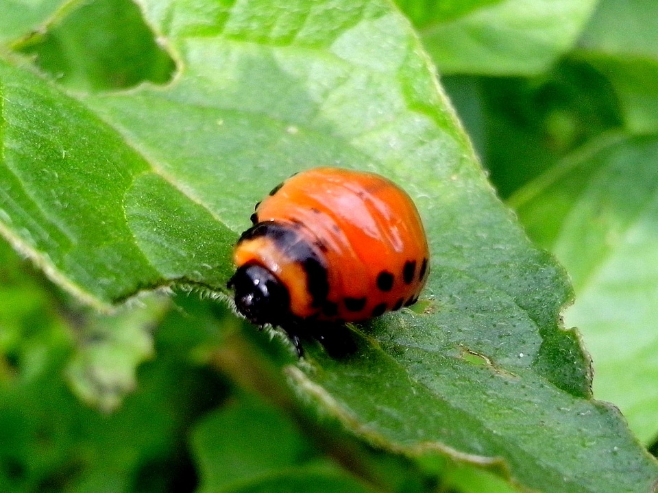 Arthropod bug eat