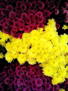Arrangement flowers lilac