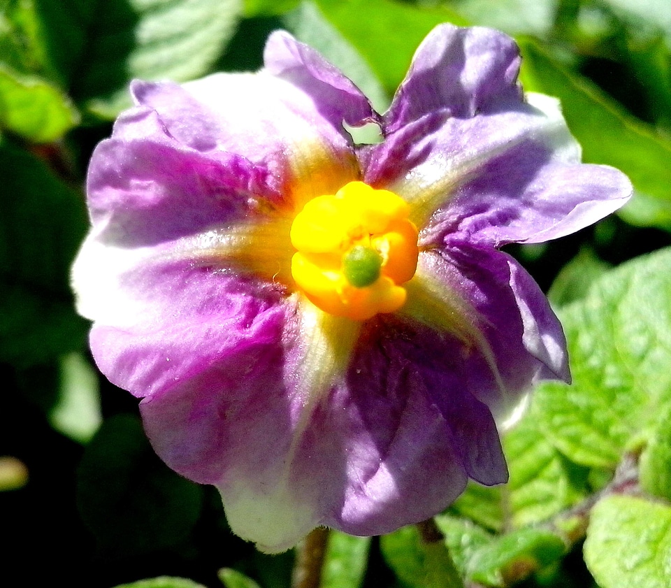 Blossom lilac potato