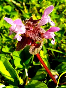 Blooming blossoming flora