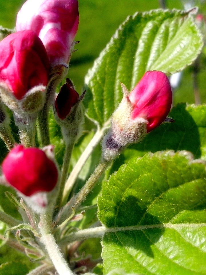 Blossoming bud buds