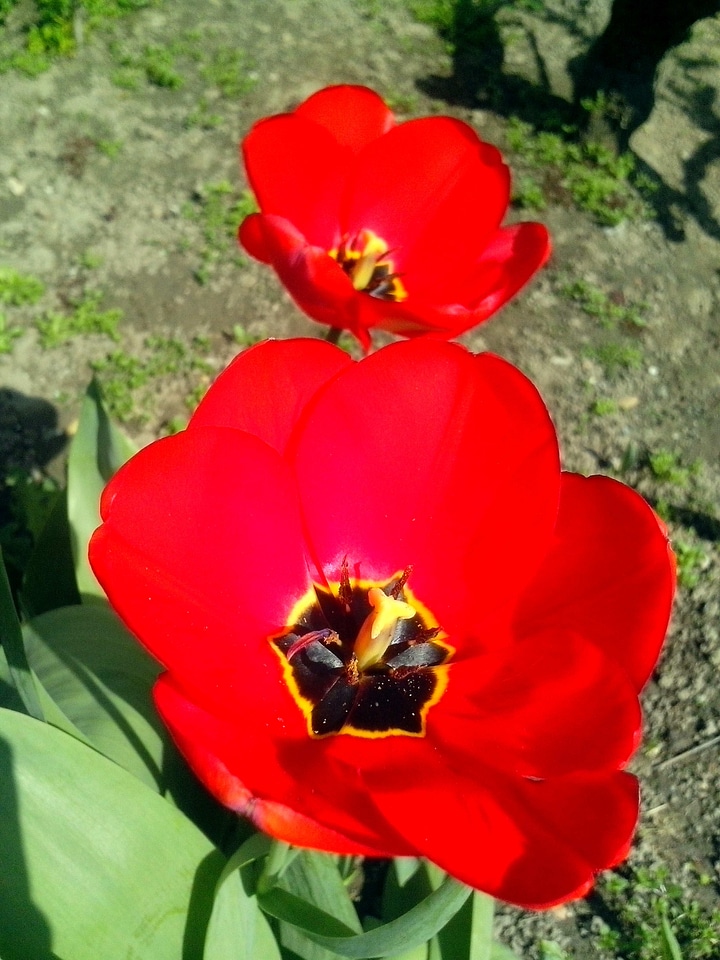 Blossoming garden red
