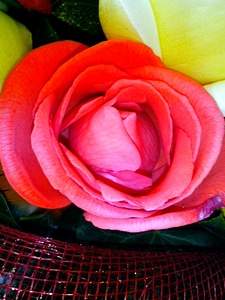 Blooming blossoming flora