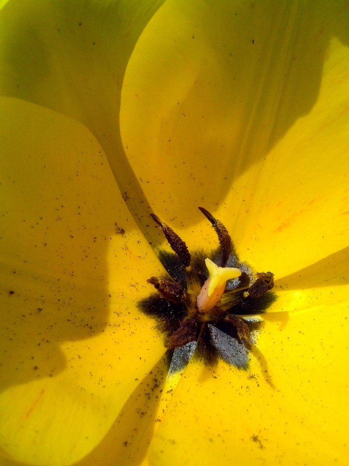 Bloom petals tulip