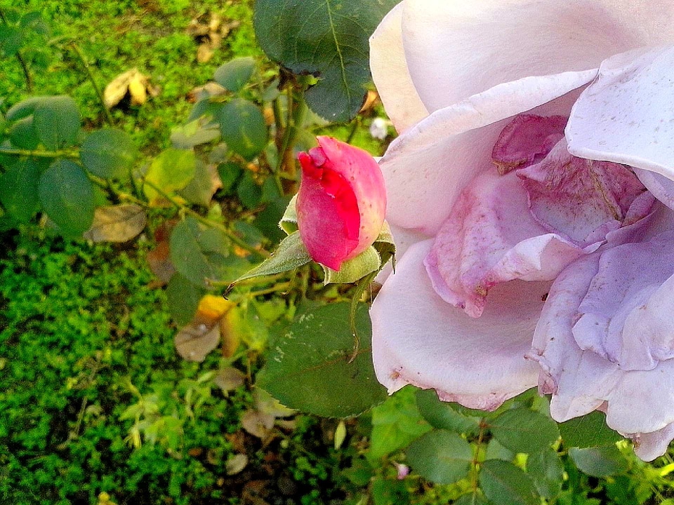 Blooming blossoming bud