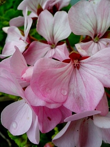 Blossoming geranium petals
