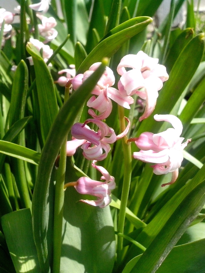 Flowers grass plants pink