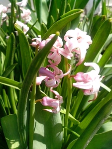 Flowers grass plants pink
