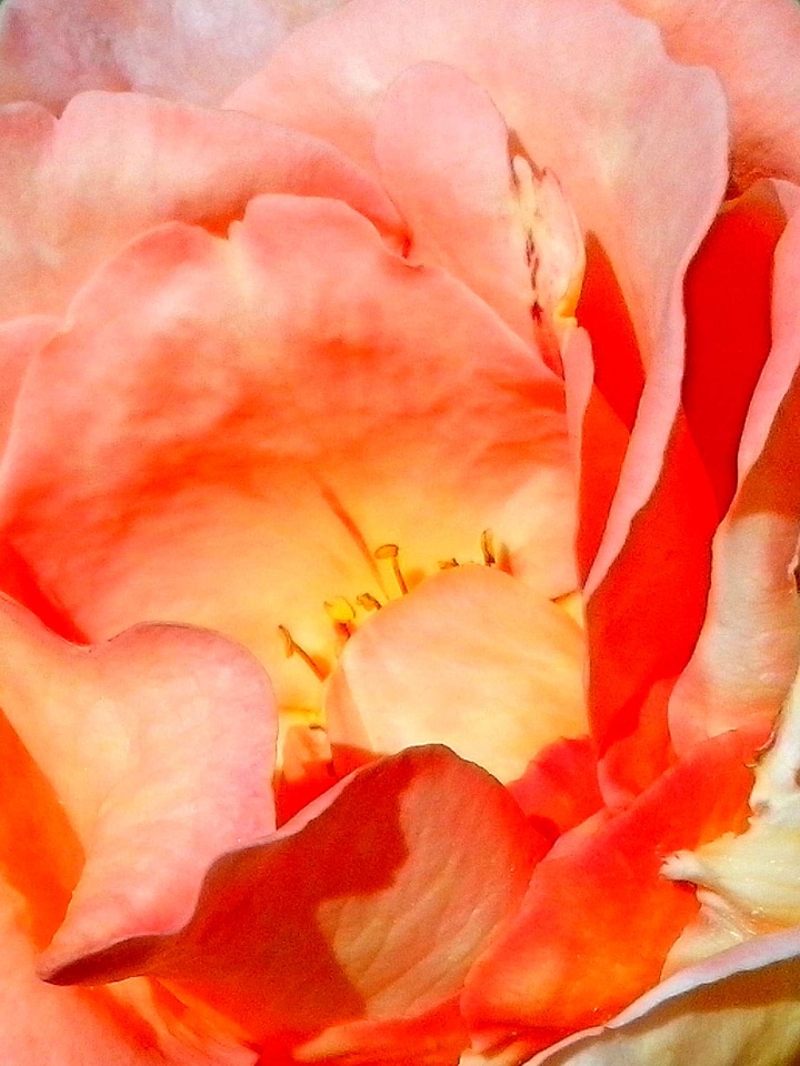 Background petals pink