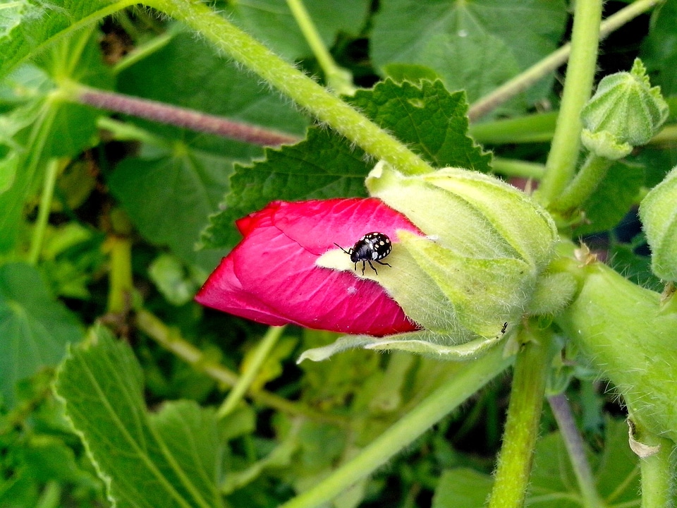 Blossom bud bug